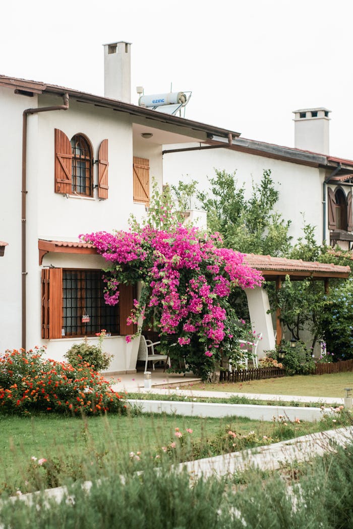 Pink Bush Flowering in Front of a House